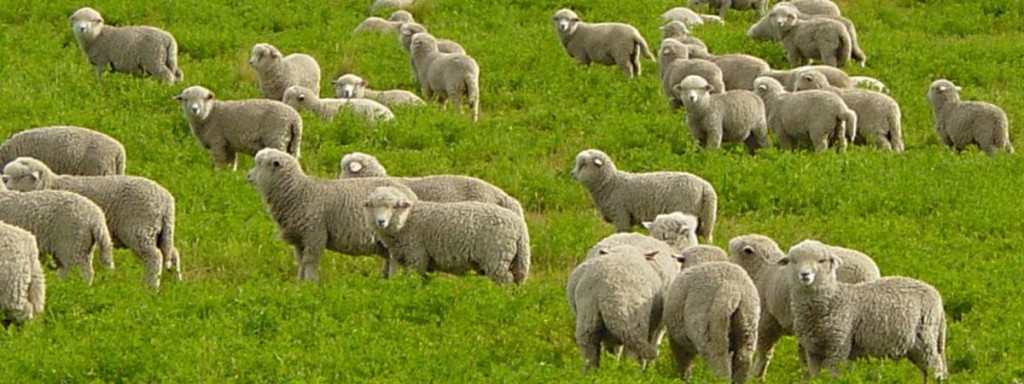 Merinos - La Ferme Azzoug