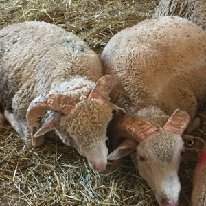 Pré-Alpes - La Ferme Azzoug
