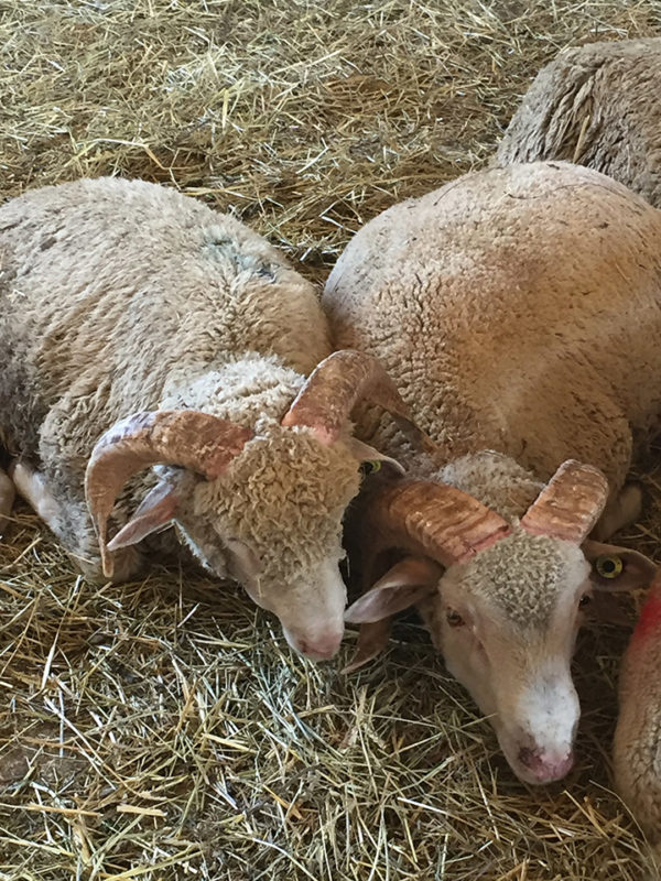 Pré-Alpes - La Ferme Azzoug